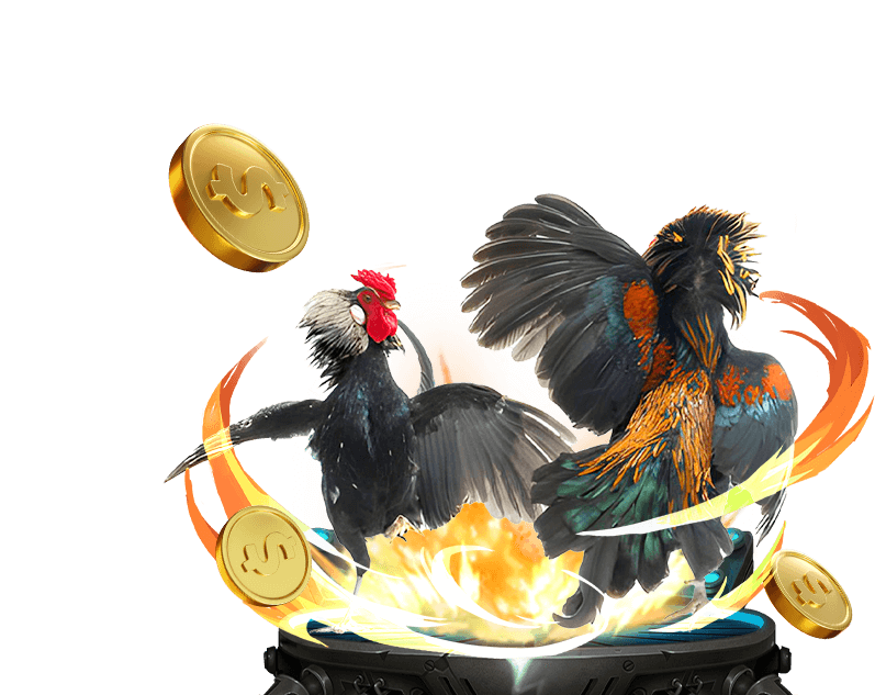 Hình ảnh đá gà trực tiếp với các trận đấu kịch tính