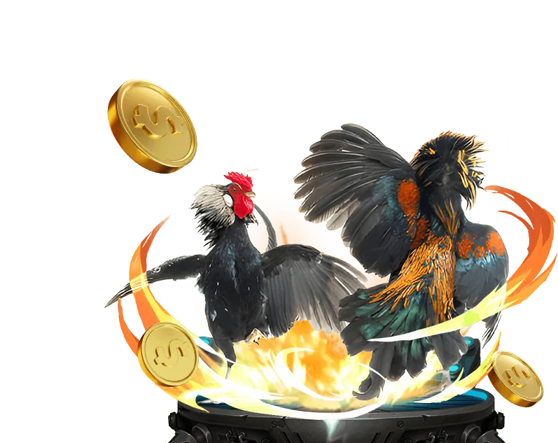 Hình ảnh đá gà trực tiếp với các trận đấu kịch tính